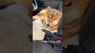 ’25.1.29 力丸に遊ばれる… #柴犬 #柴犬のいる暮らし #柴犬の日常 #車中泊 #力丸