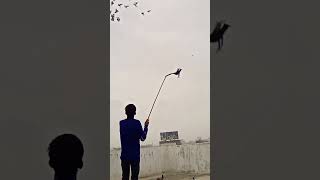 Ansab Khalid #music #pigeon #kabootarchowk #bird #kabootar #kabooterbaz #kabooterbaz #birdspecies