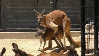 アカカンガルー (神戸市立 王子動物園) 2019年5月24日