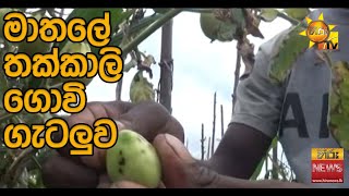 මාතලේ තක්කාලි ගොවි ගැටලුව - Hiru News