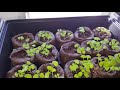 Caring for Young Coleus seedlings....Jim's Wholiest of Coleus.