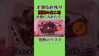 スーパーのカニを水槽に入れたら…感動のラスト🥹#shorts #生き物 #切り抜き