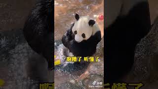 大熊猫生气了Panda is angry#china #panda #パンダ#youtube  #動物 #animal