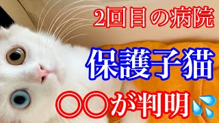 【野良子猫保護】2回目の検査でとあることが判明しちゃいました(汗)