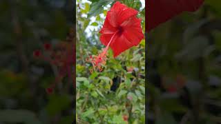 വീട്ടിലെ ചെമ്പരത്തി മുക്ക് I നാടൻ ചെമ്പരത്തി I Hibiscus l