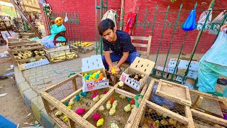 Colourful Chicks Ki Pori Shop Khareed Li 😍