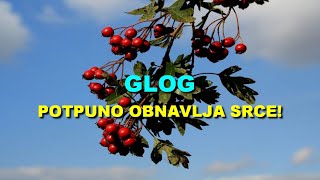 GLOG - POTPUNO OBNAVLJA SRCE!