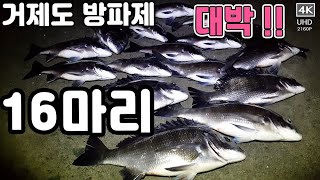 [짧은영상]-핫한 거제도 방파제 낚시  간단조황,  조과 영상만 있습니다.