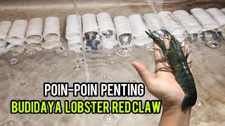 Ayo belajar Ternak Lobster! Sini Intip Tips Budidaya Burayak dan Indukan Lobster Air Tawar Red Claw