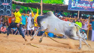 மருதிப்பட்டி கொம்பன் காளை 2024 வடம் | சரவணன் | Maruthippatti Komban 2024 Live Full HD Video