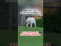 犬の秘密…😢【雑学】今日も知って損しない犬の可愛すぎる秘密を暴露🤫s shorts