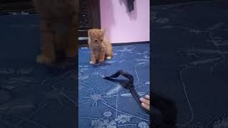 Kucing oyen ini ketakutan, dikiranya ular ternyata.. #shorts #short #shortvideo #cat #cats #oyen