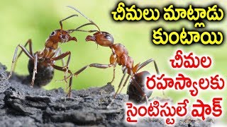 చీమలు ఎలా మాట్లాడుకుంటాయి.. చీమల రహస్యాలకు సైంటిస్టులే షాక్ | How Ants Comunicate With Each Other