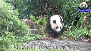 20141115保育員上午收貓The Giant Panda Yuan Zai