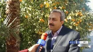 Iran Citrus harvest, Autumn 1398, Tabas county برداشت مركبات شهرستان طبس ايران