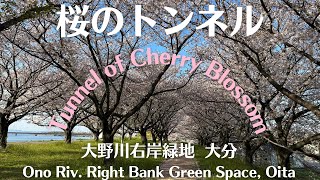 桜お花見穴場スポット 大分市大野川右岸緑地 Great Spot for Cherry Blossom Viewing, Ono Riv. Right Bank, Oita, JAPAN