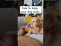 ‼️how to keep your dog busy‼️ doglover dogshorts funnydog cutedog goldenretriever