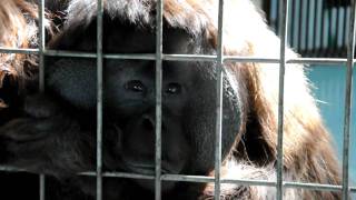 2011年3月20日 釧路市動物園　オランウータンのタンゴ