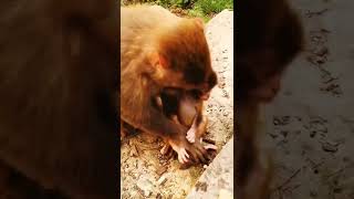 Monkeys, Baby monkey videos   BeeLee Monkey Fans #Shorts EP1316
