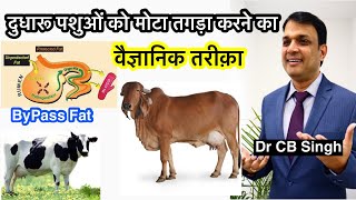 गाय/भैंस को मोटा तगड़ा कैसे करें ? | ByPass Fat for Cow | Dairy Farm | Dr CB Singh | Dairy Ustaad