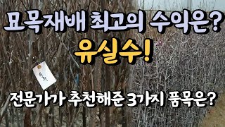 묘목 재배 최고의 수익은 단연 유실수입니다. 전문가가 추천한 3가지 품목은?