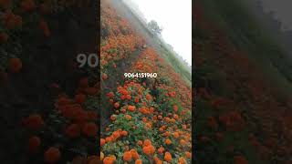 Kolkata marigold #flowers #marigold #flowers