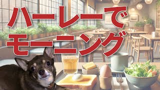 ハーレー・ダビッドソンで篠崎の犬OKのCAFE HANに行ってきたよ｜Went to dog-friendly CAFE HAN in Shinozaki on my Harley.