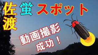 佐渡 蛍のスポット 動画撮影に成功！新穂地区の天王川流域