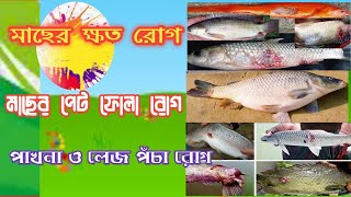 মাছের ক্ষতরোগ।পাখনা ও লেজ পঁচা রোগ। মাছের পেট ফোলা রোগ। মাছের বিভিন্ন রোগের কারণ, লক্ষণ ও চিকিৎসা।