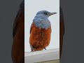 🐦【鳥図鑑】🐦イソヒヨドリ（14）blue rock thrush