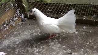 Baby fantail doves allmost ready to fly.