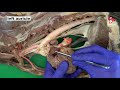 Anatomy of the Thorax - Circulatory System - of the Dog - part 1