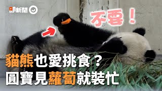 圓寶最不愛紅蘿蔔  路過直接忽視｜貓熊｜木柵動物園｜保育員｜竹筍