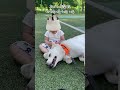 우리가 힘들어도 애개육아를 하는 이유 진돗개 애개육아 cutedog cutebaby shorts