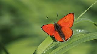 motyl czerwończyk nieparek (Lycaena dispar; Large copper butterfly)