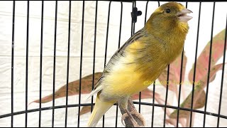 FAÇA SEU CANÁRIO BELGA CANTAR COMO UM PROFISSIONAL! #canary