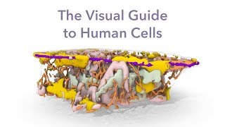 Visual Guide to Human Cells