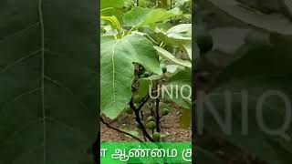 இயற்கை முறையில் அத்தி சாகுபடி #uniqueherb #nature #naturalagriculture #agriculturalsystem