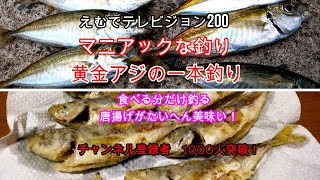 えむでテレビジョン200　マニアックな釣り　黄金アジの一本釣り　食べる分だけ釣る　唐揚げがたいへん美味い　チャンネル登録者1000人突破！　「#アジング 」