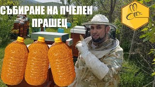 Събиране на пчелен прашец