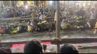 Aruppukottai panugi pongal thiruvizha 2022