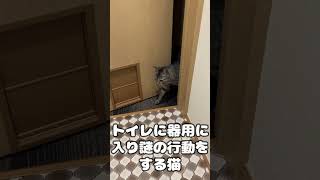 トイレに器用に入り謎の行動をする猫 #shorts #cat #猫