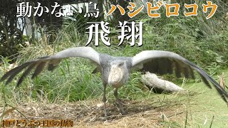 よく見たら意外と動く…翼を広げて飛ぶハシビロコウ〜兵庫県「神戸どうぶつ王国」の動物〜