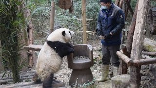 2.5 代课奶爸业务不太熟练，不过花花很配合Nanny took the class, he was not very skilled , but HeHua was very cooperative