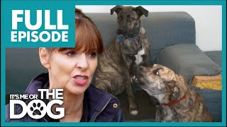 Aggressive Dogs Bark at Guests! | Full Episode | It's Me or the Dog