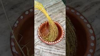 Nua Prasad preparation for Nuakhai | Western Odisha festival | Annapurna Kitchen #shorts #nuakhai