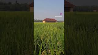 Palakkad Vazhalikkavu Temple Film Location