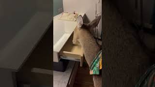 Pet Deer Cleaning a Drawer While Eating a Snack