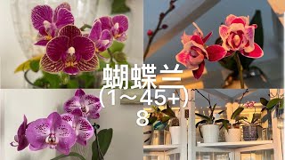 【21218】我的蝴蝶兰，编号1～45+ ，八月底大公开，育苗瓶在最后 // 静姐说花757