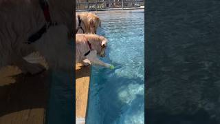 さぁどっちが先にボールを取れるか！？ #goldenretriever #大型犬#ゴールデンレトリバーと暮らす#大型犬の居る暮らし#golden#犬の居る暮らし#골든#ゴールデンレトリバーのいる生活